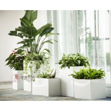 專注室內(nèi)綠植服務(wù)8年，綠植租賃，免費(fèi)養(yǎng)護(hù)，一站式商務(wù)空間